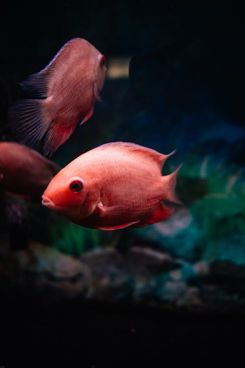 Two red fish swimming in an aquarium