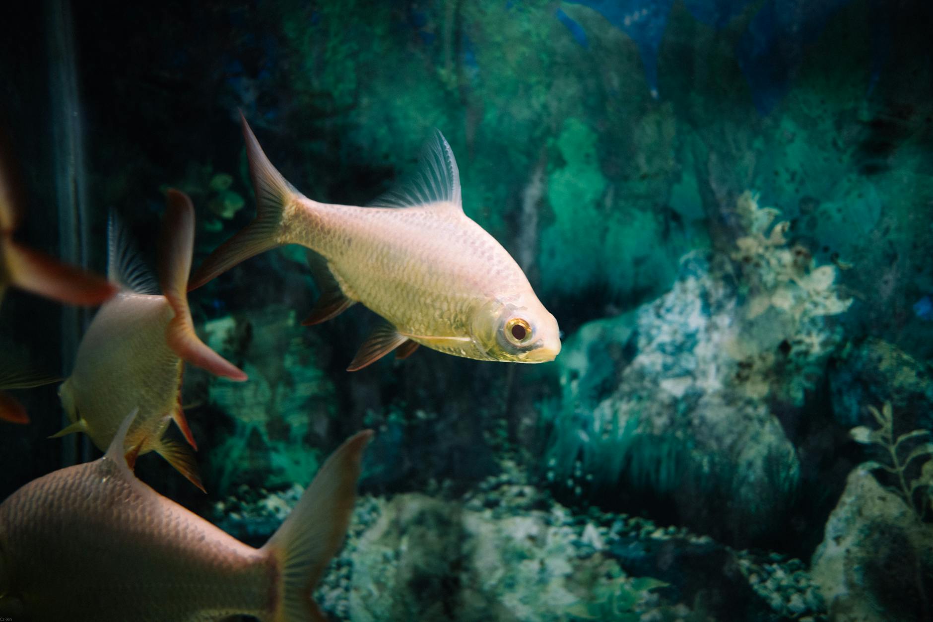 https://www.pexels.com/photo/close-up-of-fish-swimming-in-the-aquarium-23379668/