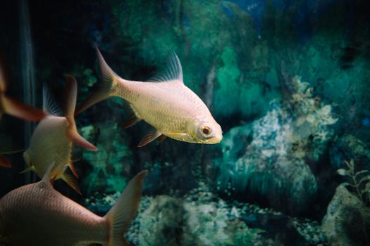 A close-up shot of fish swimming gracefully in a well-lit aquarium, showcasing sea life.