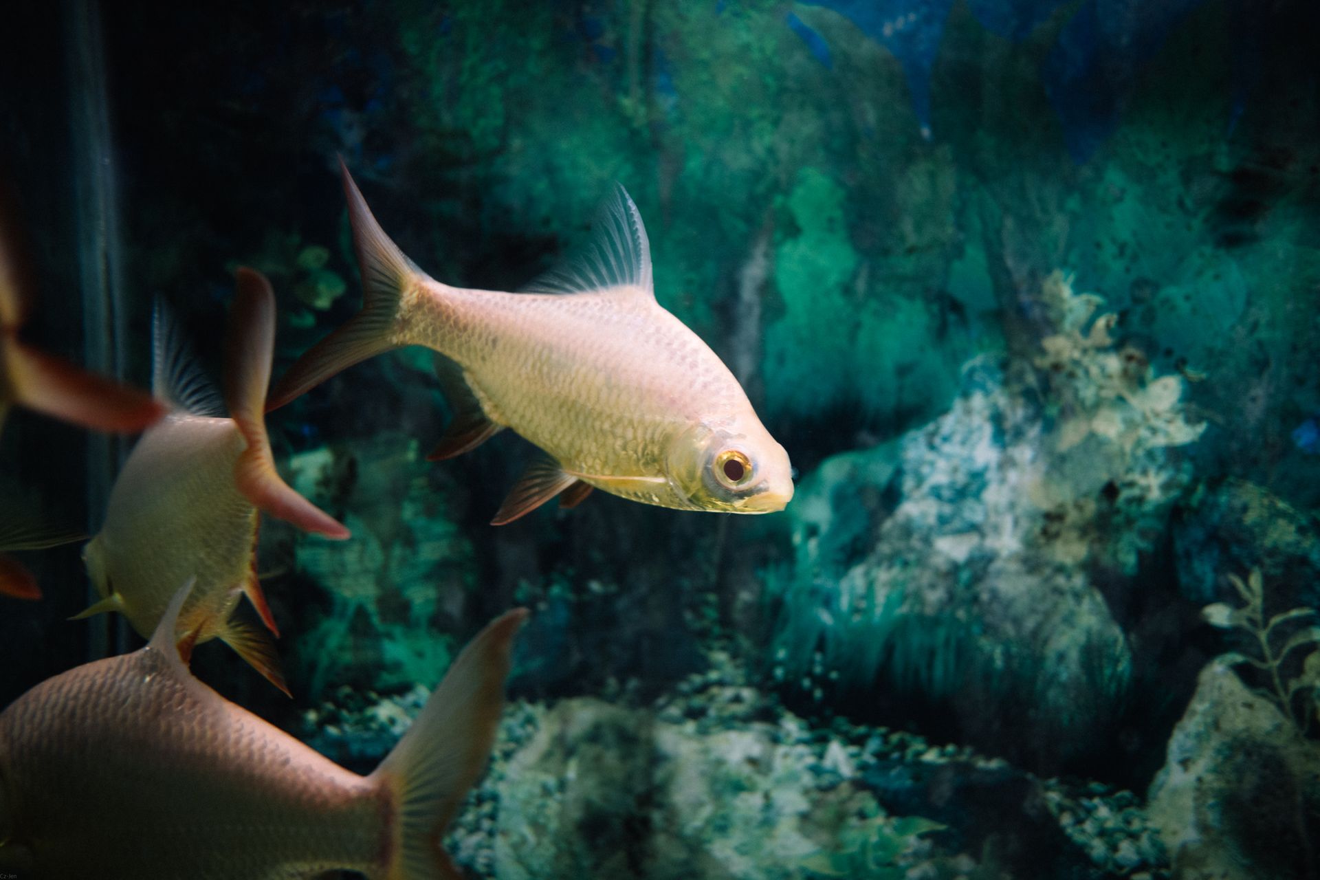 Underwater at Ohoidertom Wall