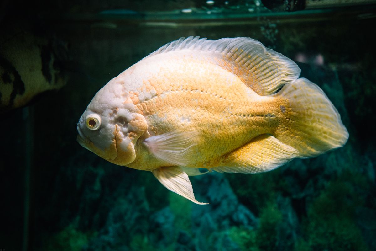 poissons tigre goliath - Alimentation, comportement et danger réel