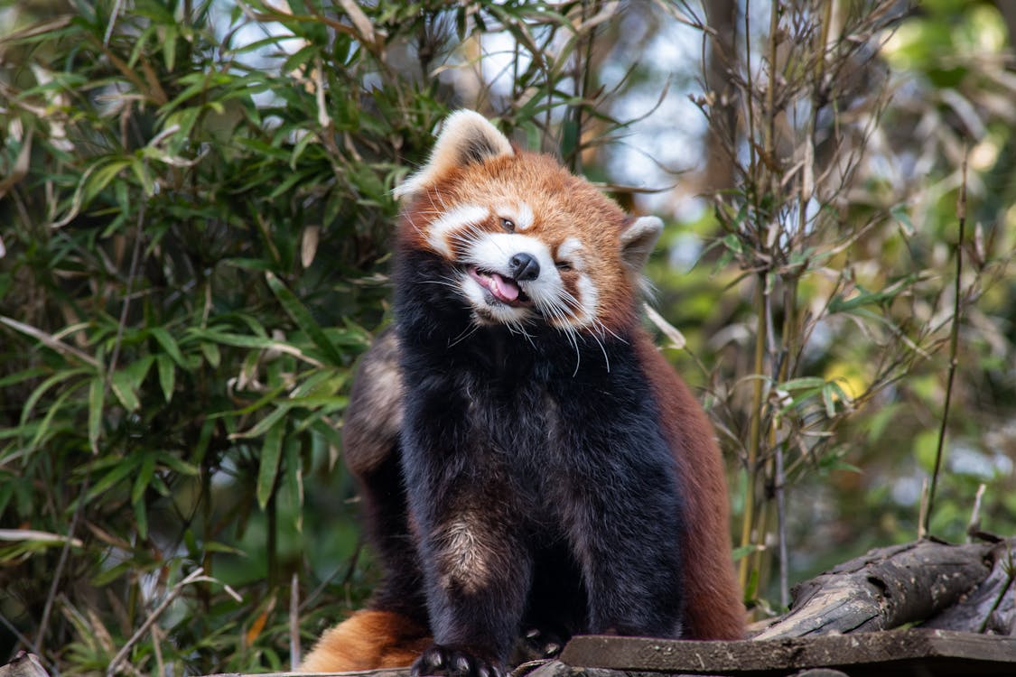 A red panda sitting on a tree branch