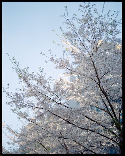 A white cherry tree in the middle of a blue sky