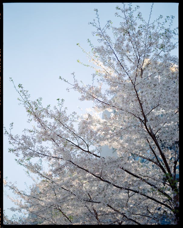 Безкоштовне стокове фото на тему «Весна, Вишня, відділення»