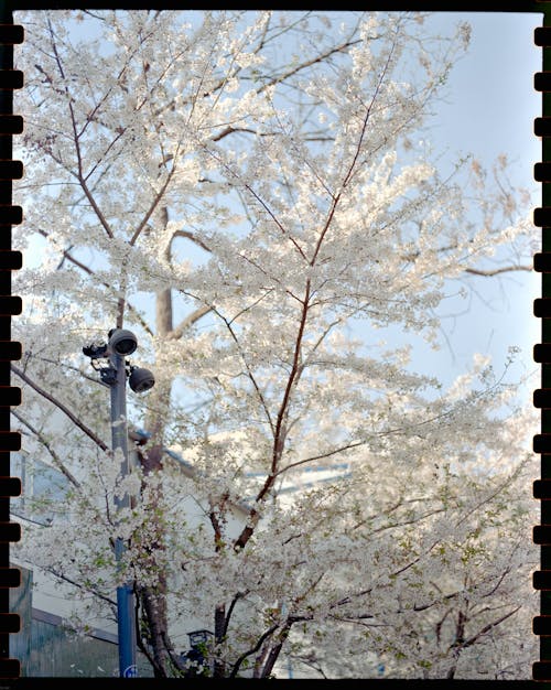 A white tree with white flowers is shown