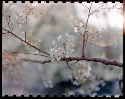 A photo of a tree with white blossoms