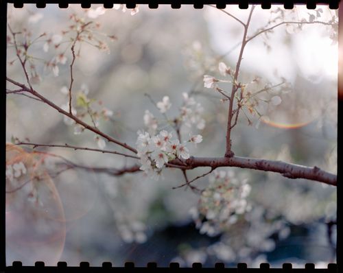 Free Delicate cherry blossoms in full bloom on a spring day. Stock Photo