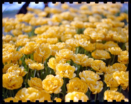 A close up of a bunch of yellow flowers