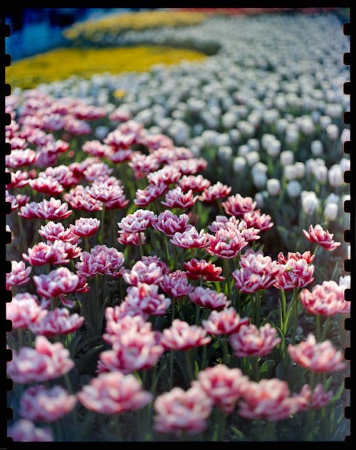 A photograph of a flower garden with pink and white flowers