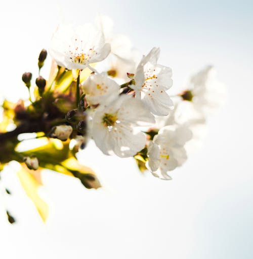 A close up of a white cherry blossom on a branch