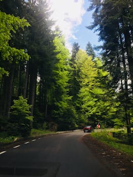 驾车穿过风景如画、郁郁葱葱的绿色森林，道路蜿蜒延伸，非常适合旅行爱好者
