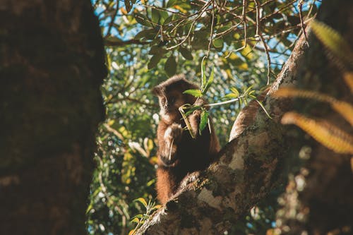 Macaco No Galho De árvore