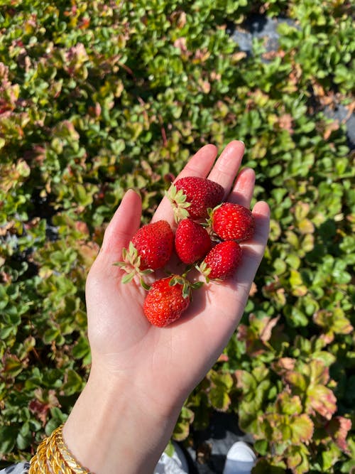 A person holding a handful of strawberries in their hand