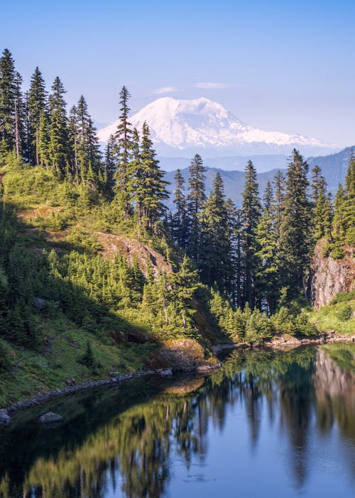 Forest and River Under Clear Sky