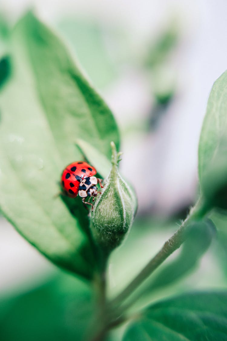 Ladybug On Green Leaf