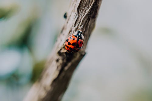 Black and Red Ladybug on Twig
