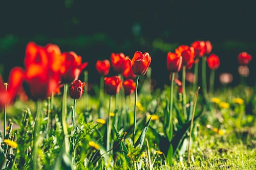 Red Tulip Flower Field