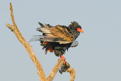 Brown Bird Perched on Wood