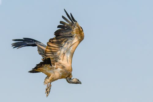 Foto d'estoc gratuïta de a l'aire lliure, àguila, ales