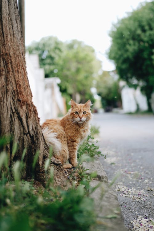 Imagine de stoc gratuită din animal de casă, drum, focalizare selectivă