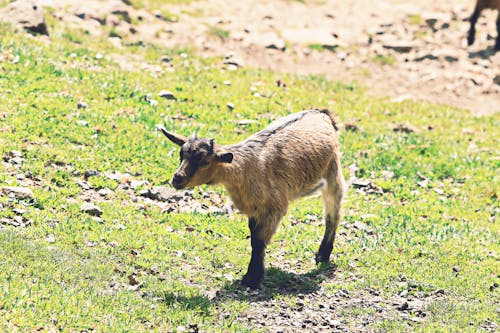 Immagine gratuita di animale, azienda agricola, bestiame