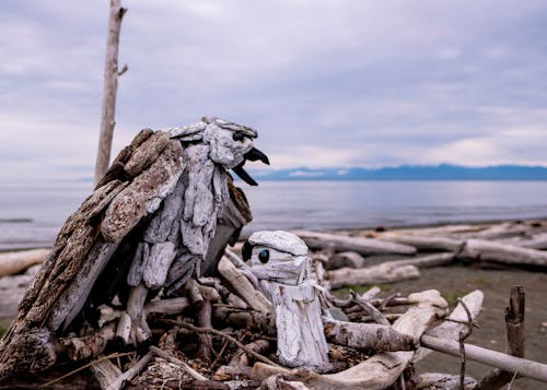 Kostenloses Stock Foto zu adler, beach art, bewölkt