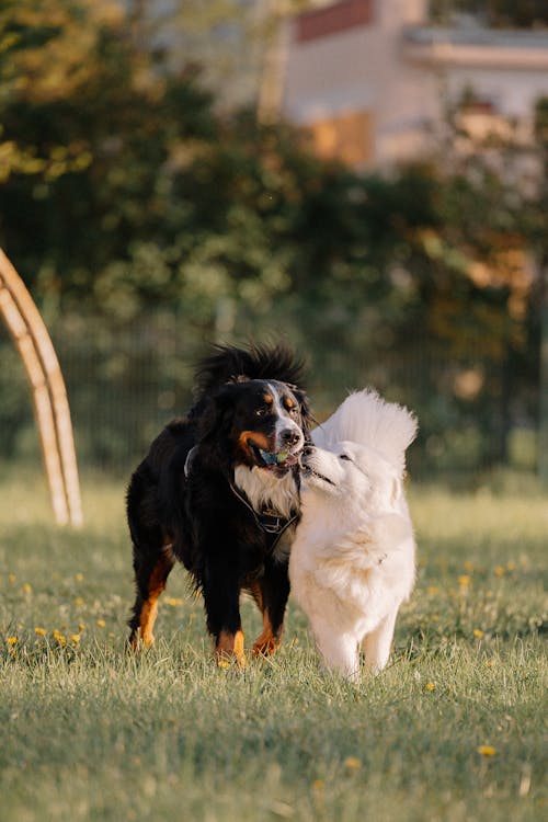 Photos gratuites de animaux de compagnie, chiens, fond d'écran mobile