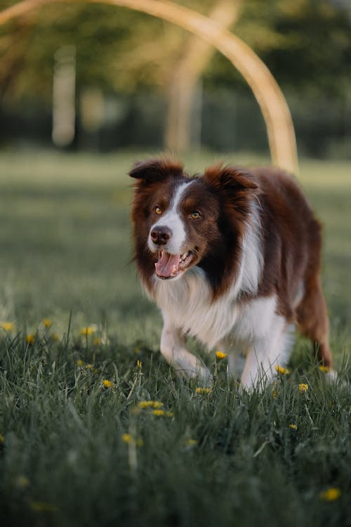 Kostnadsfri bild av border collie, djurfotografi, gräs