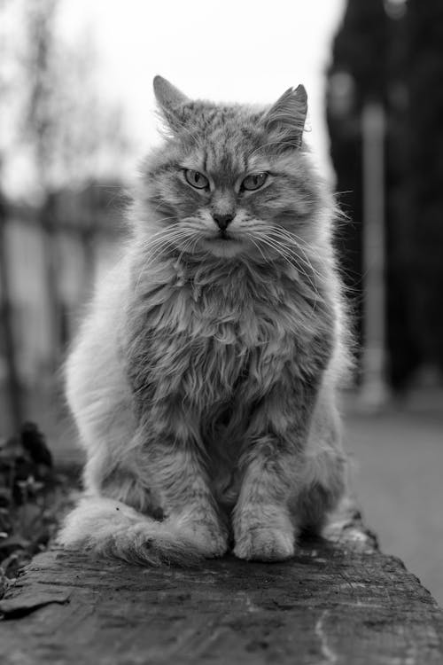 A black and white photo of a cat sitting on a bench