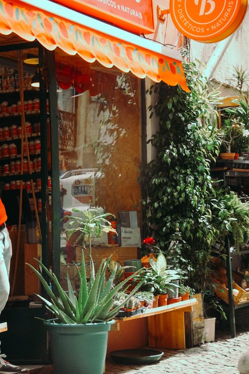 Free Street view of a quaint shop facade with aloe plants and leafy greenery, under warm urban sunshine. Stock Photo