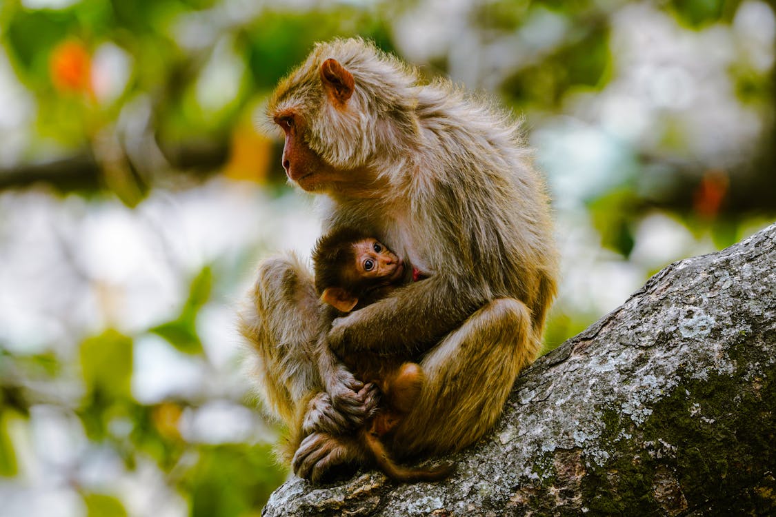 A monkey sitting on a tree branch with a baby monkey