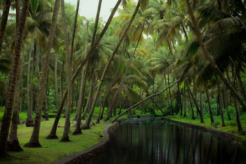 A canal in the middle of a lush tropical forest