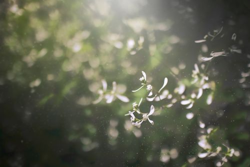 Free stock photo of blooming flowers, bokeh, dark green Stock Photo