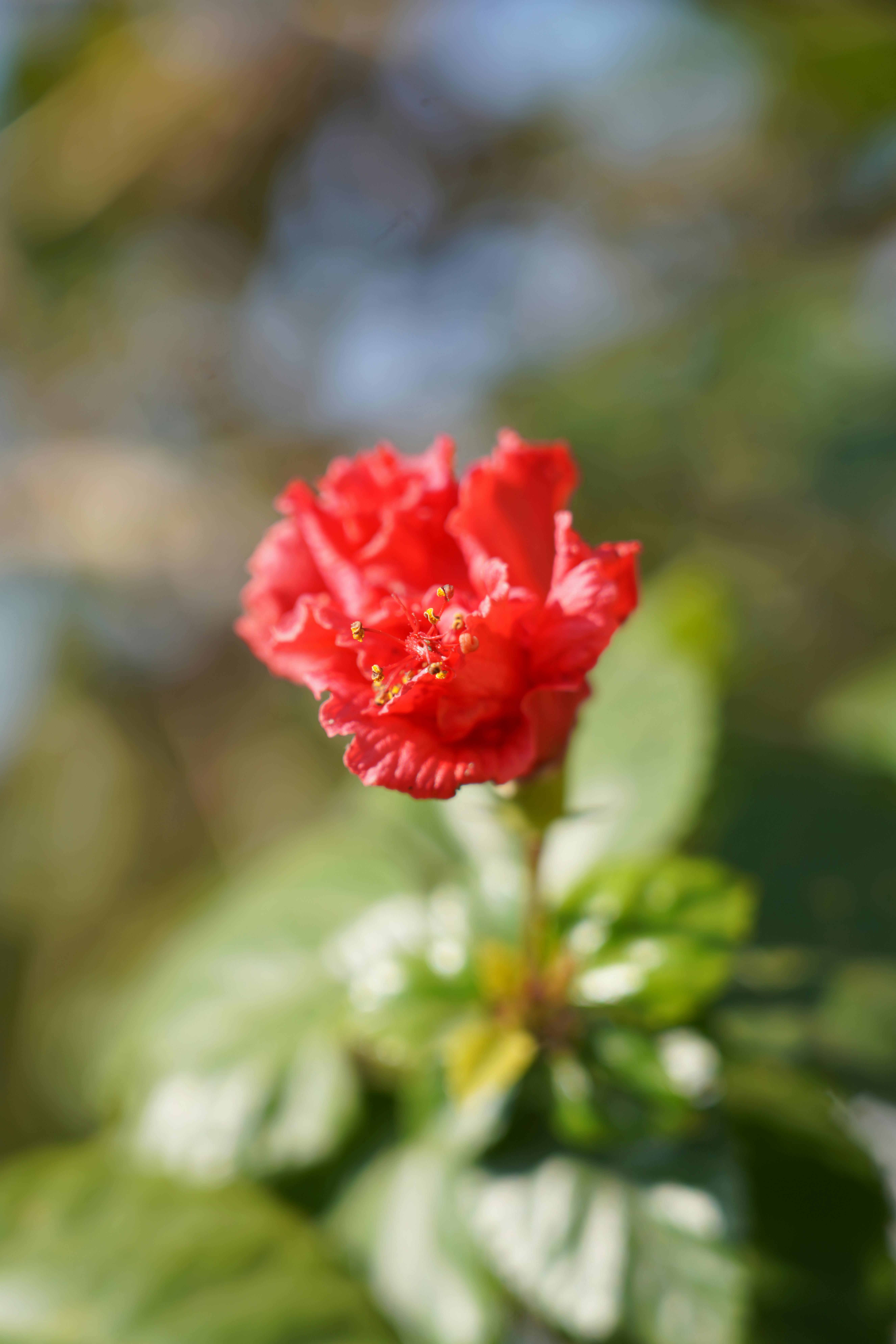 Imagine De Stoc Gratuită Cu Floare Roșu Trandafir