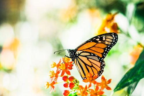 Free Stunning close-up of a monarch butterfly pollinating orange milkweed flowers in vibrant sunlight. Stock Photo