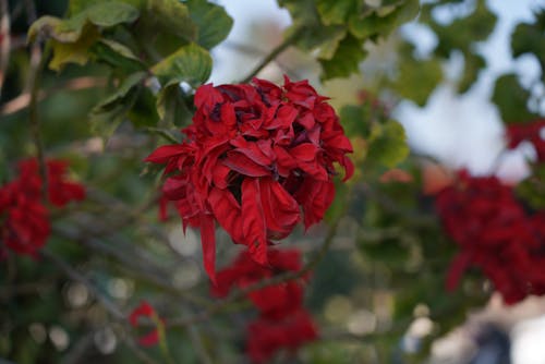 güzel çiçekler, kırmızı, kırmızı Çiçekler içeren Ücretsiz stok fotoğraf