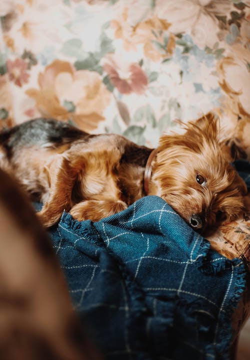 A dog laying on a couch with a blanket