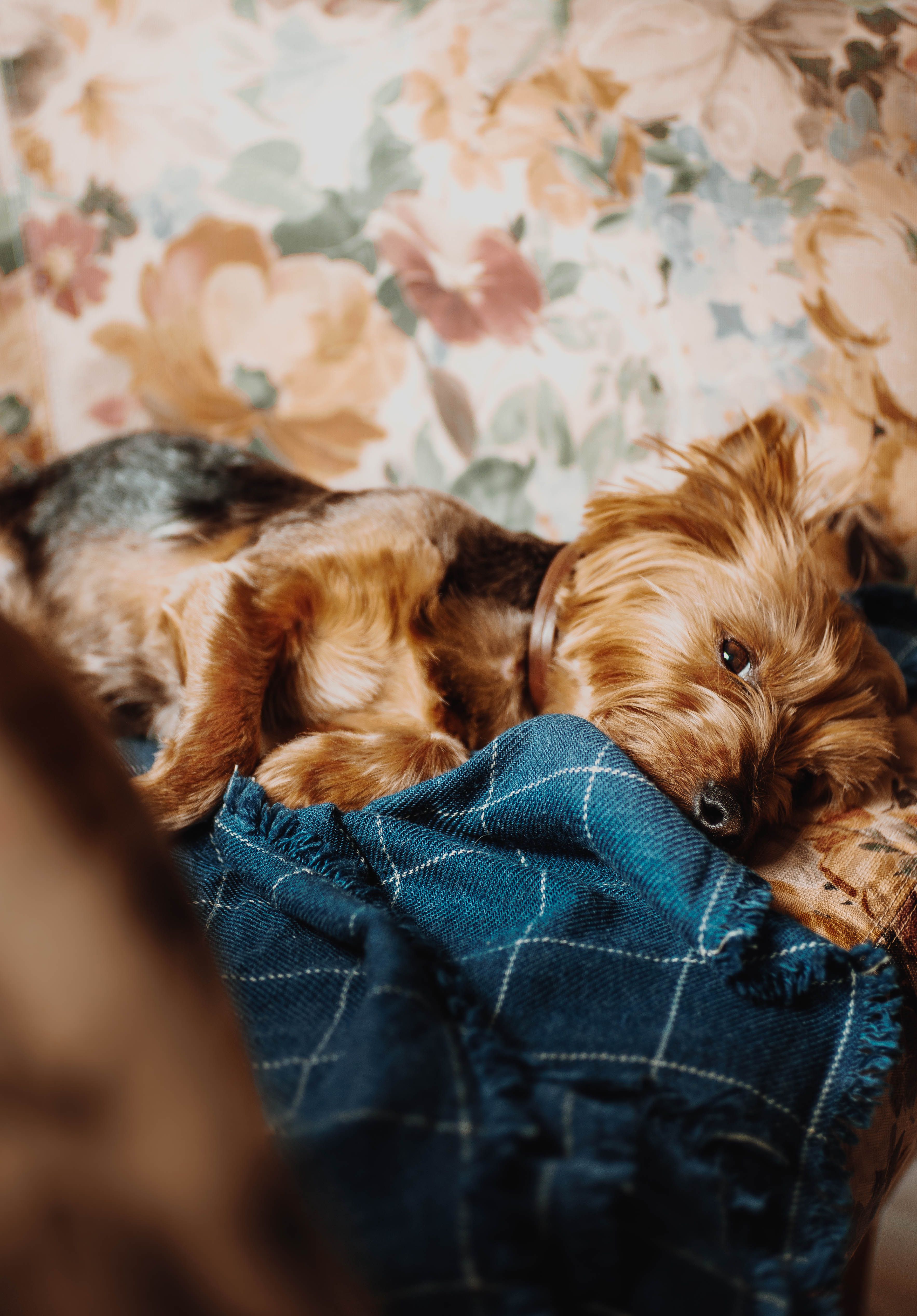 A dog laying on a couch with a blanket · Free Stock Photo