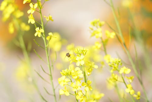 arı, bal arısı, çiçek içeren Ücretsiz stok fotoğraf