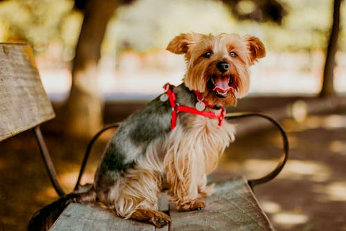 A small dog sitting on a bench with a red harness