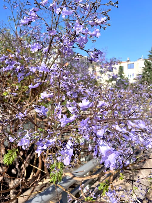 Bahar çiçekleri, büyük şehir, çiçek açan ağaç içeren Ücretsiz stok fotoğraf