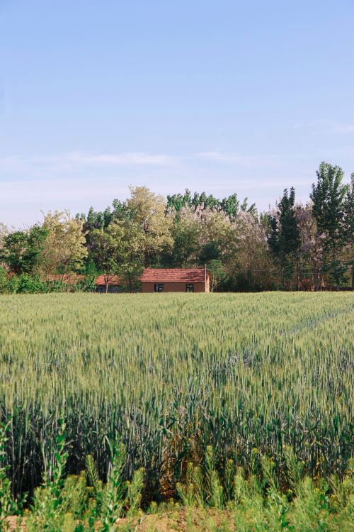 Free Tranquil rural scene with a farmhouse surrounded by green crops under a clear blue sky. Stock Photo