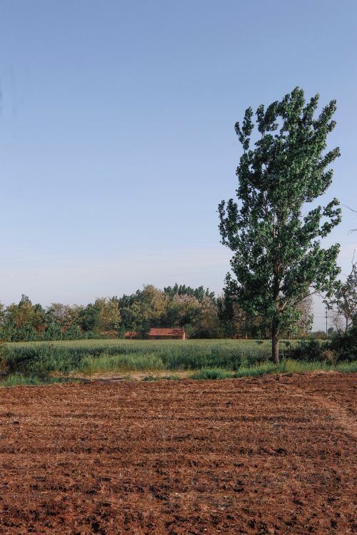 Free Expansive rural field under blue sky with greenery and lone tree, showcasing agriculture scene. Stock Photo