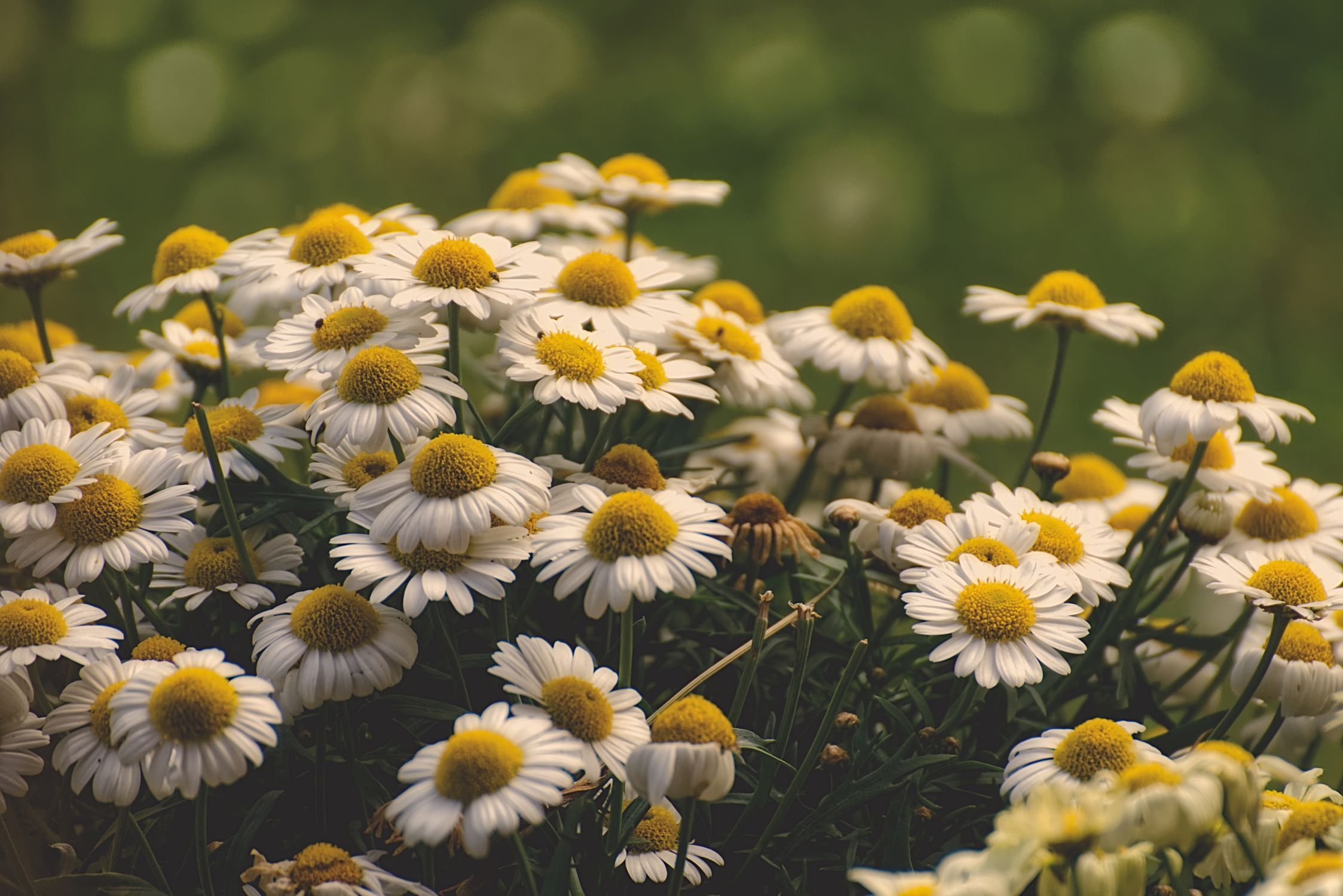 Blooming White and Yellow Daisy Flowers · Free Stock Photo