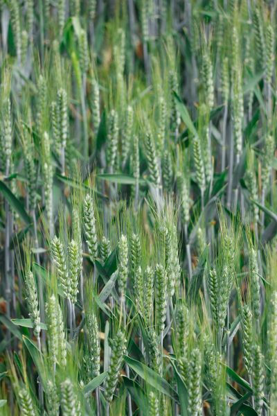 Green wheat heads in a field, photo by Chaos Tyrone on Pexels