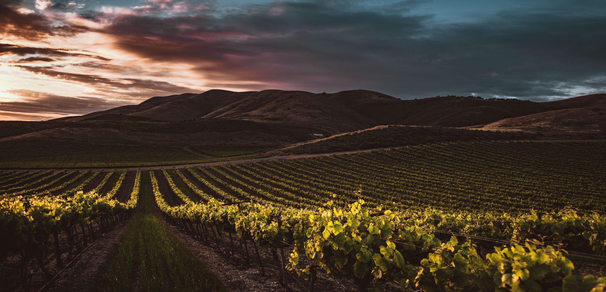 COVID Lockdown Inspires Vineyard and Winemaking Dreams