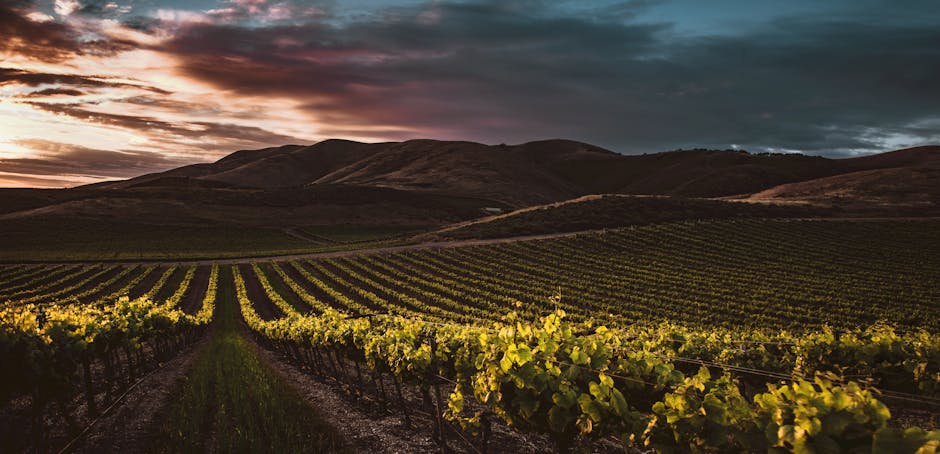 wine country vineyards