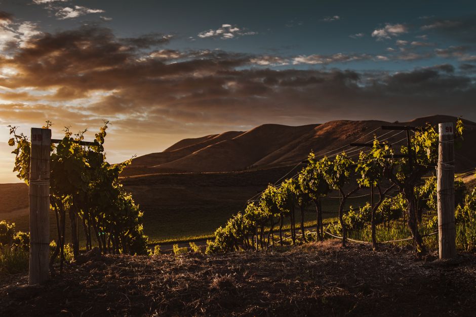 Scenic Paso Robles vineyard at sunset - Paso Robles wine festival Scenic Paso Robles vineyard at sunset - Paso Robles wine festival