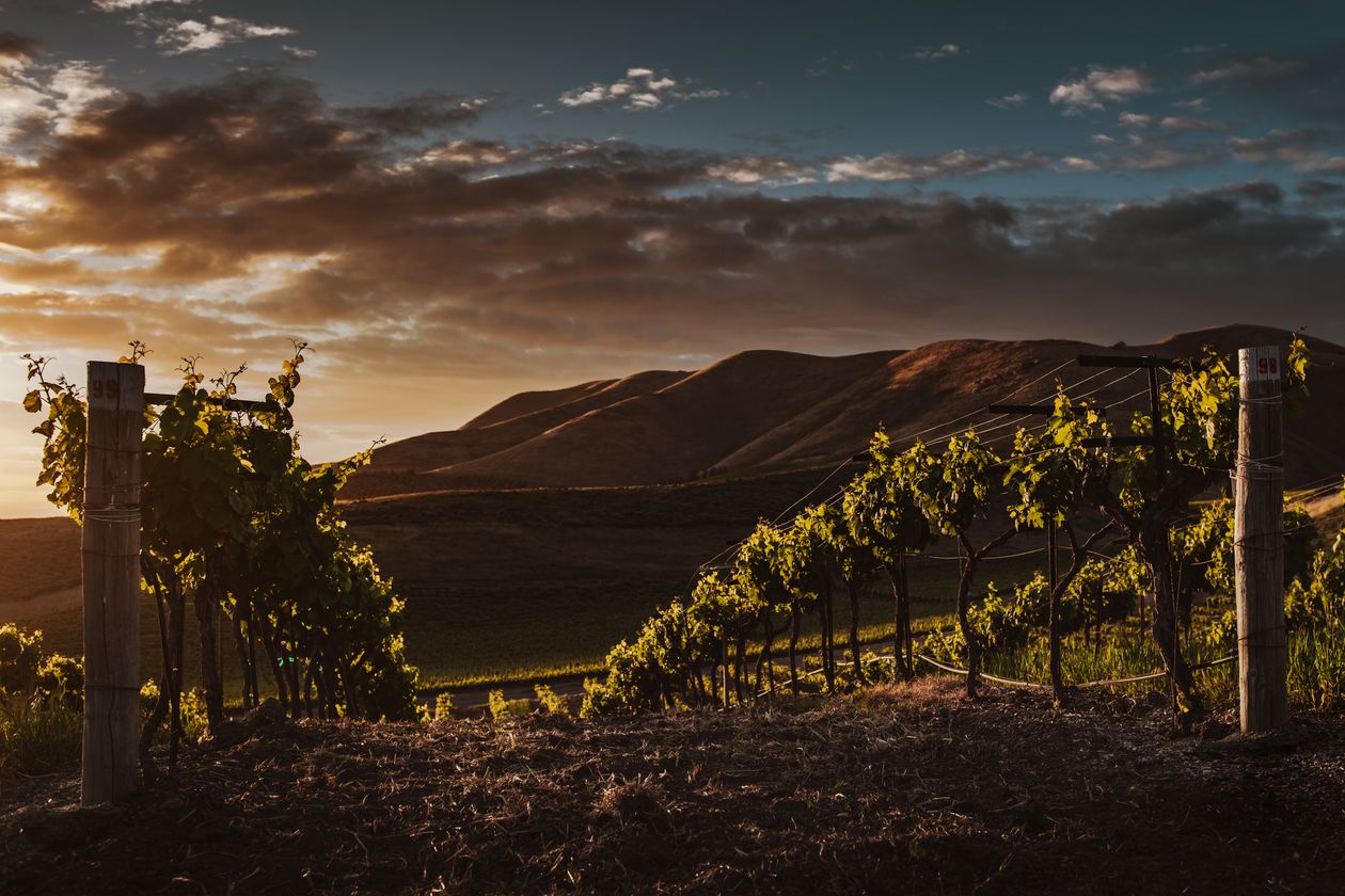 Vineyard rows with red posts under a wide sky