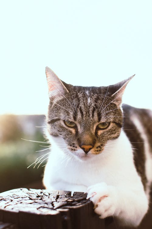 Free Close-up Photography of Black and White Tabby Cat Stock Photo